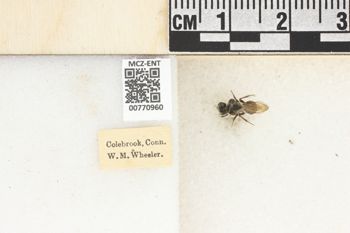 Media type: image;   Entomology 770960 Aspect: Labels
